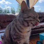 Cat Stone *