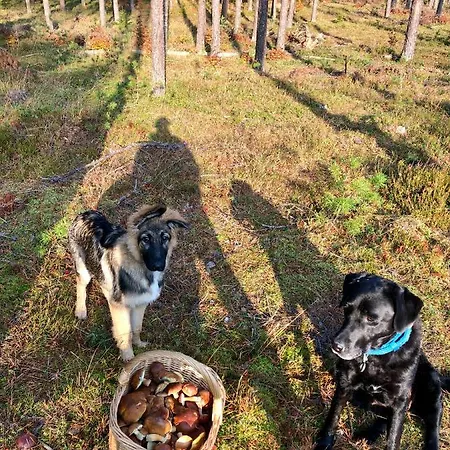 Casa vacanze Cat Stone Pisz