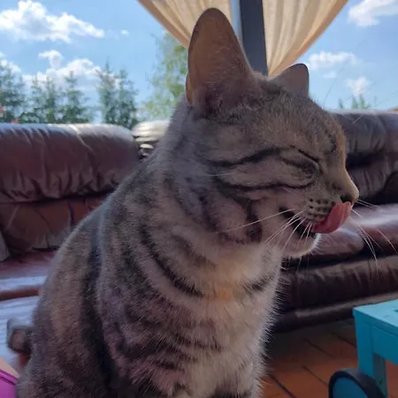 Cat Stone *