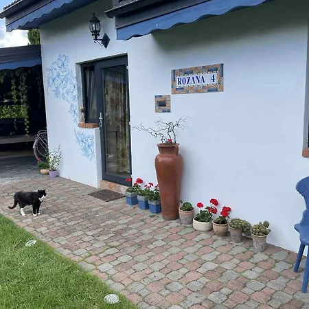 Cat Stone Pisz