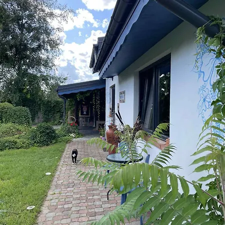 Cat Stone