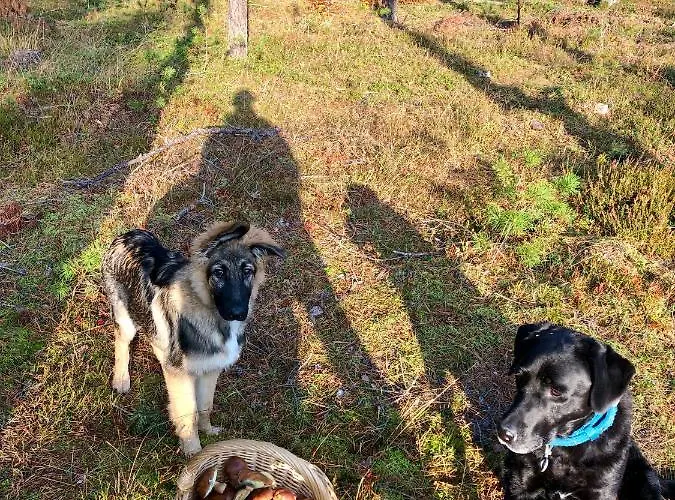 Casa de Férias Cat Stone Pisz